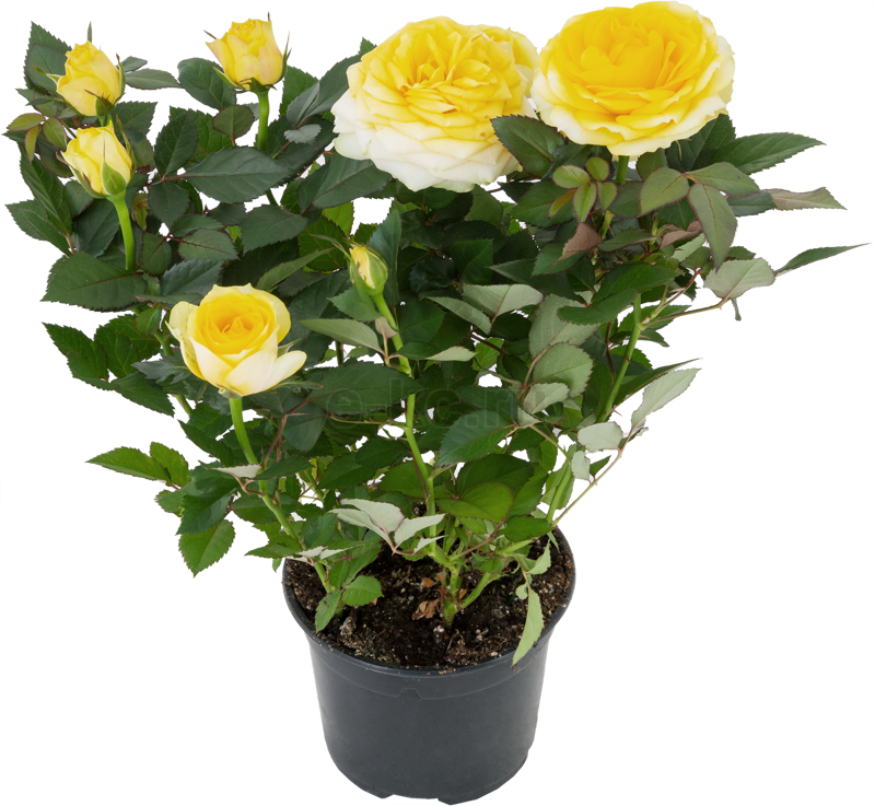 Роза горшечная Кордана микс 10,5x10,5 см аналоги, замены