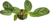 Декоративно-лиственное растение Калатея мик ø6 h7-15 см