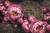 Фотообои Мандала в пионах флизелиновые, 400x270 см, L13-208 FBRUSH