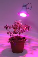Эра 16 Вт E27 гриб красно-синий спектр розовый свет Фитолампа светодиодная для растений (Энергия света)