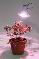 Эра Fito E27 15 В 220 Вт 500 Лм груша полноспектральная теплый белый свет Фитолампа светодиодная для растений (Энергия света)