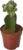 Гимнокальциум японский 10.5x25 см